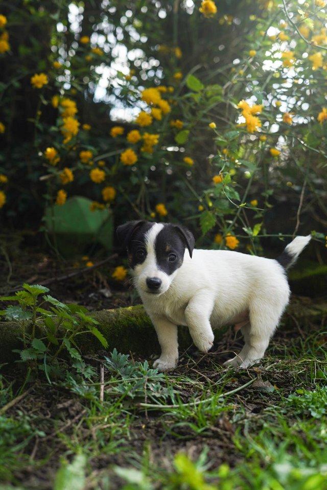 Preview of the first image of Beautiful tri-coloured jack Russell puppies!.