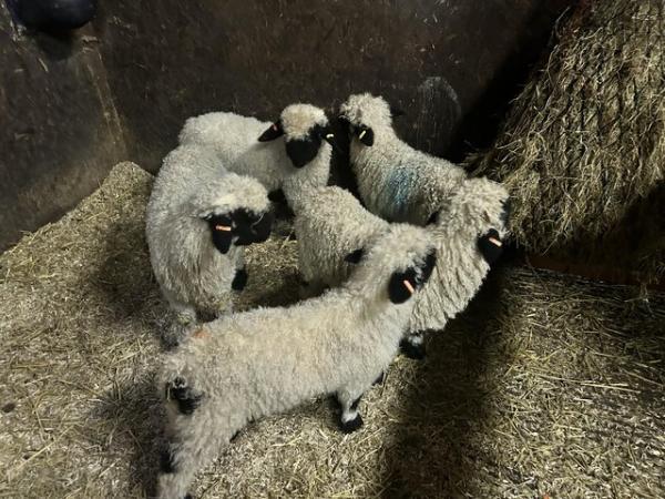 Image 2 of Black face valas lambs for sale