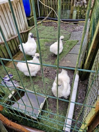 Image 1 of White Silkie large fowl hatching eggs