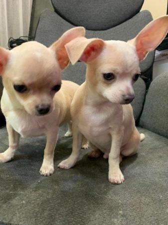 Image 4 of adorable chihuahua puppy for sale
