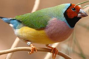 Preview of the first image of Wanted 2 or 3 Female Gouldian Finches.