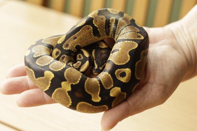 Image 2 of Royal Python Yellow Belly/Spark CB22