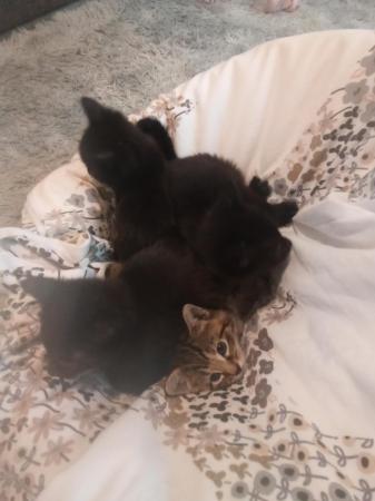Image 2 of 9 week old kittens READY NOW FOR FORVER LOVING HOMES