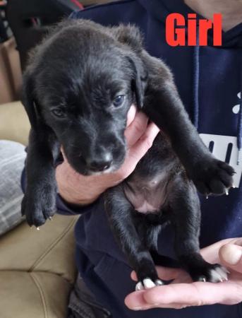 Image 5 of Black Lab x Collie-Lurcher Puppies, READY NOW