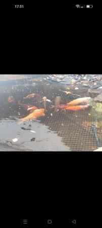 Image 3 of Large and medium koi fish for sale