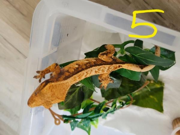 Image 4 of mixed crested geckos available