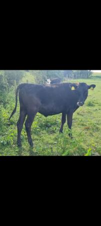 Image 1 of Wagyu cattle for sale .....