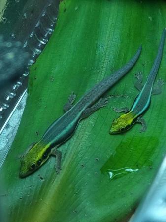 Image 2 of Phelsuma Klemmeri/Neon day gecko's