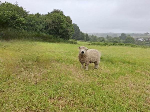 Image 1 of Greyfaced Dartmoor ram lamb