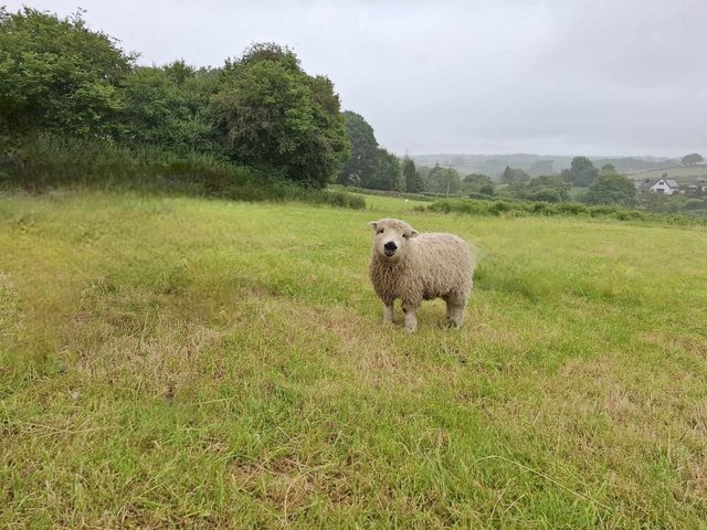 Preview of the first image of Greyfaced Dartmoor ram lamb.