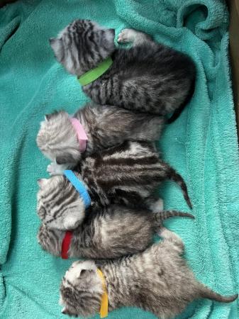 Image 8 of British shorthair tabby kittens