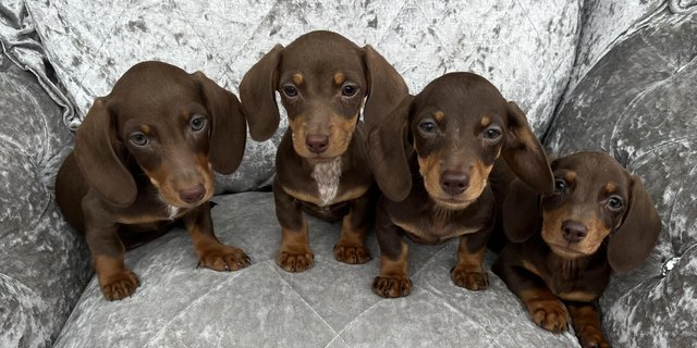 Image 7 of Beautiful health tested miniature smooth dachshund