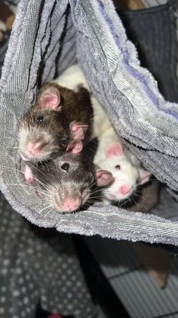 Image 5 of 4 Male Fancy Rats For sale