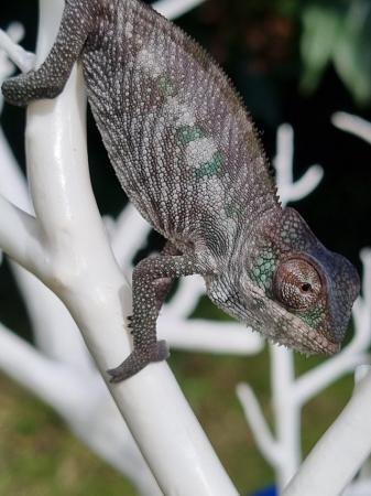 Image 4 of Boraha panther chameleon for sale
