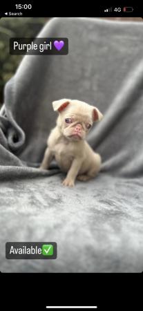 Image 7 of 4 KC pug puppies left! All ready to leave