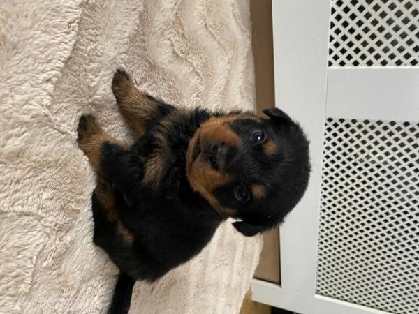 Image 2 of 4 week old Rottweiler puppies for sale