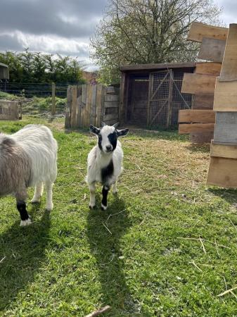 Image 2 of Female Pygmy goats for sale!