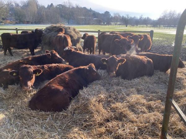 Image 2 of Dexter herd for sale Hertfordshire