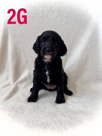 Image 6 of F2 Cockapoo Puppies Pra & Fn Clear  REDUCED