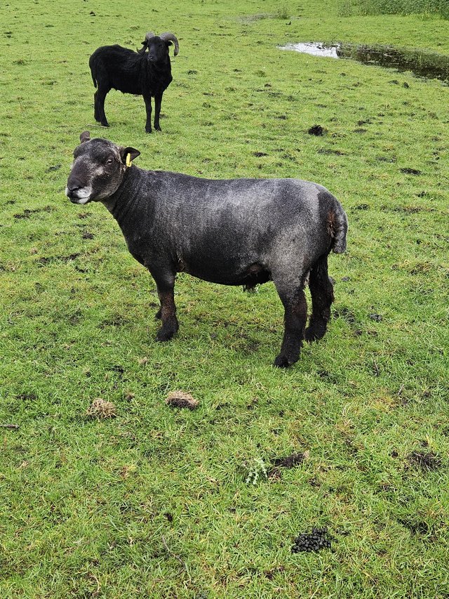 Preview of the first image of 2 year old coloured ryeland tup.