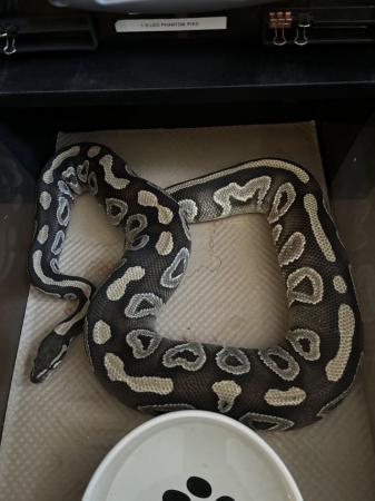 Image 3 of Various royal pythons for sale