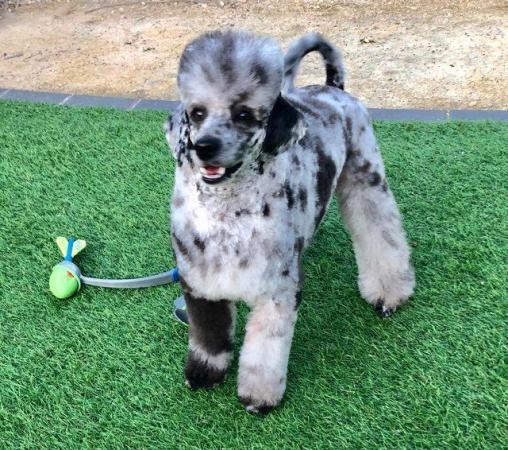 Image 2 of Stunning Merle miniature poodle for STUD, health tested