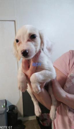 Image 15 of Cockapoo puppies for sale