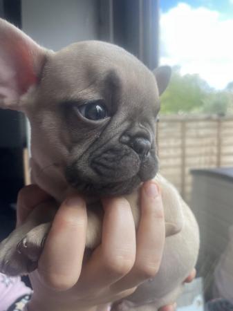 Image 11 of FRENCH BULLDOG PUPPYS LAST TWO PUPS LEFT