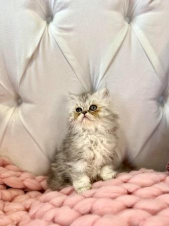 Image 15 of **Stunning 5 generation pedigree Persian kittens**