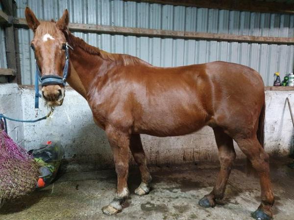 Image 19 of 17hh Irish sports horse gelding for part-loan