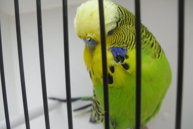 Image 10 of Exhibition Type Budgies Adult Males