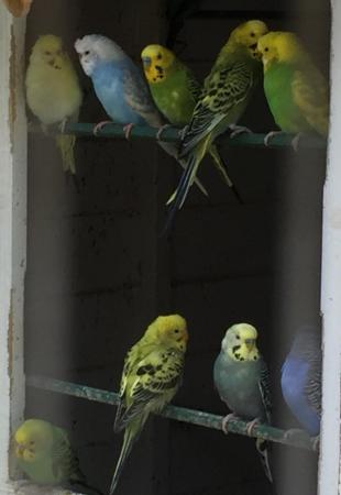 Image 5 of Baby budgies for sale Warrington
