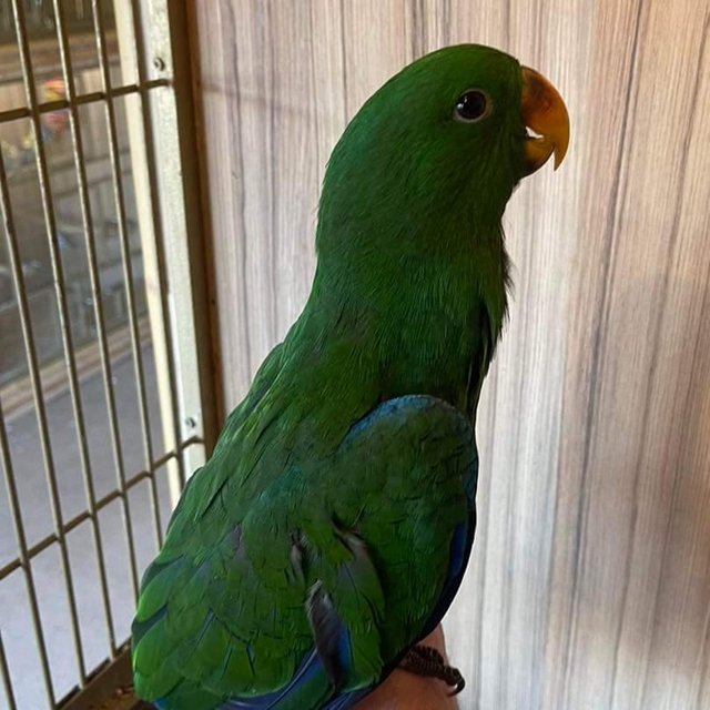Preview of the first image of Red Sided Eclectus - Hand Reared Baby.
