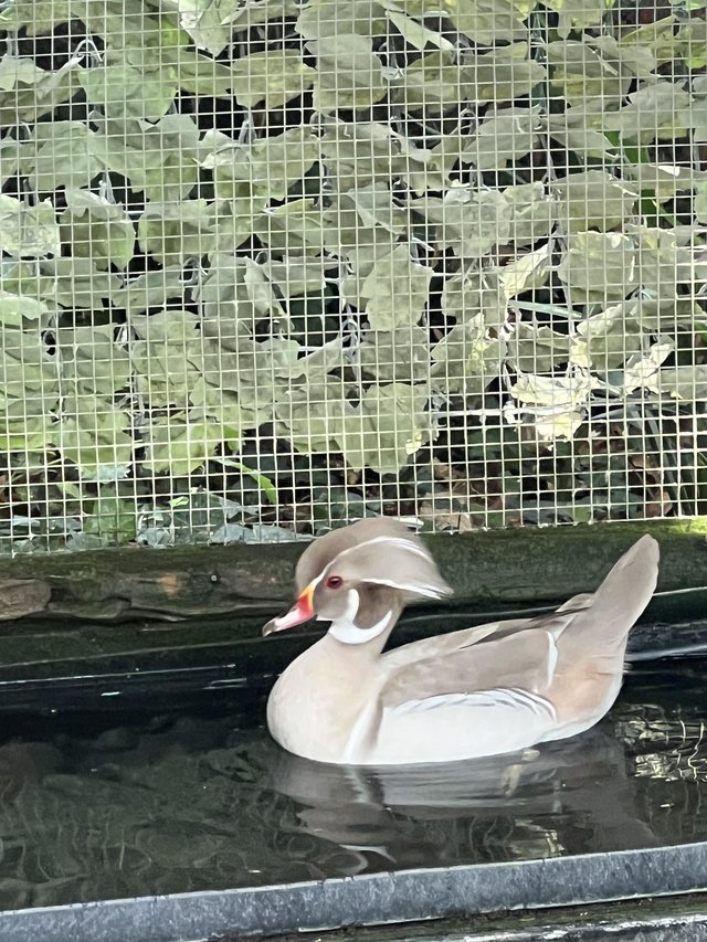 Platinum Carolina Drake Full Winged Avairy Bred — Pets & Animals in Colchester