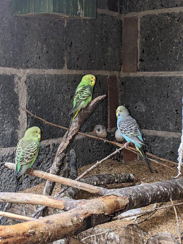 Preview of the first image of Lovely baby budgerigars for sale.