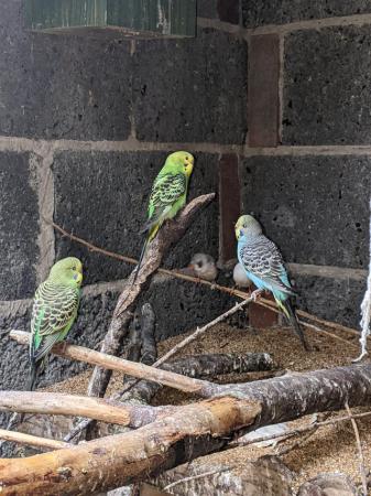 Image 1 of Lovely baby budgerigars for sale