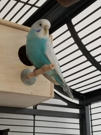 Image 2 of Beautiful Blue Budgies for sale