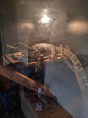 Image 6 of Asian water monitor for sale