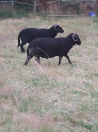 Image 2 of Cross bred 2yr old rams for sale