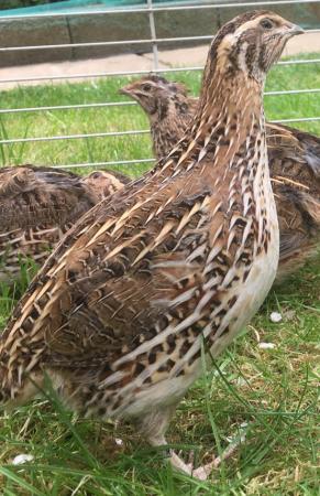 Image 2 of MIXED OF TEXAS A&M AND JUMBO JAPANESE QUAIL HATCHING EGGS