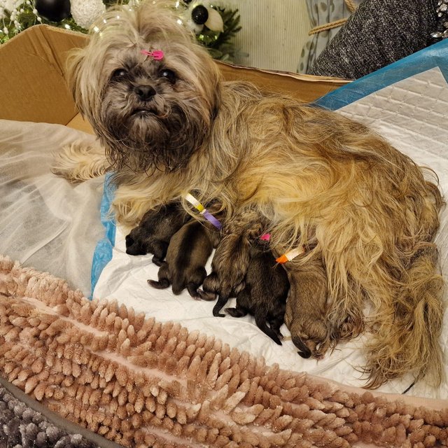 Preloved shih cheap tzu puppies