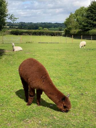 Image 3 of Beautiful light brown cria for sale