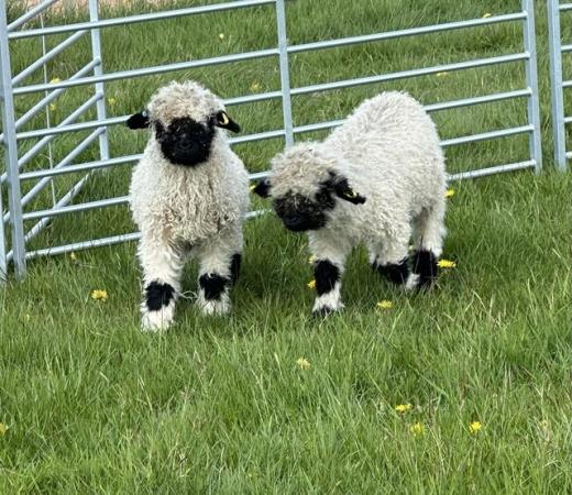 Image 3 of Valais Blacknose tup lambs