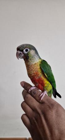 Image 4 of Handreared tame Green Cheek Conure for sale