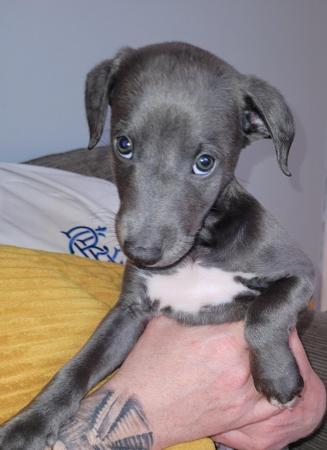 Image 5 of 7 week old KC registeredwhippet pups. Microchipped .