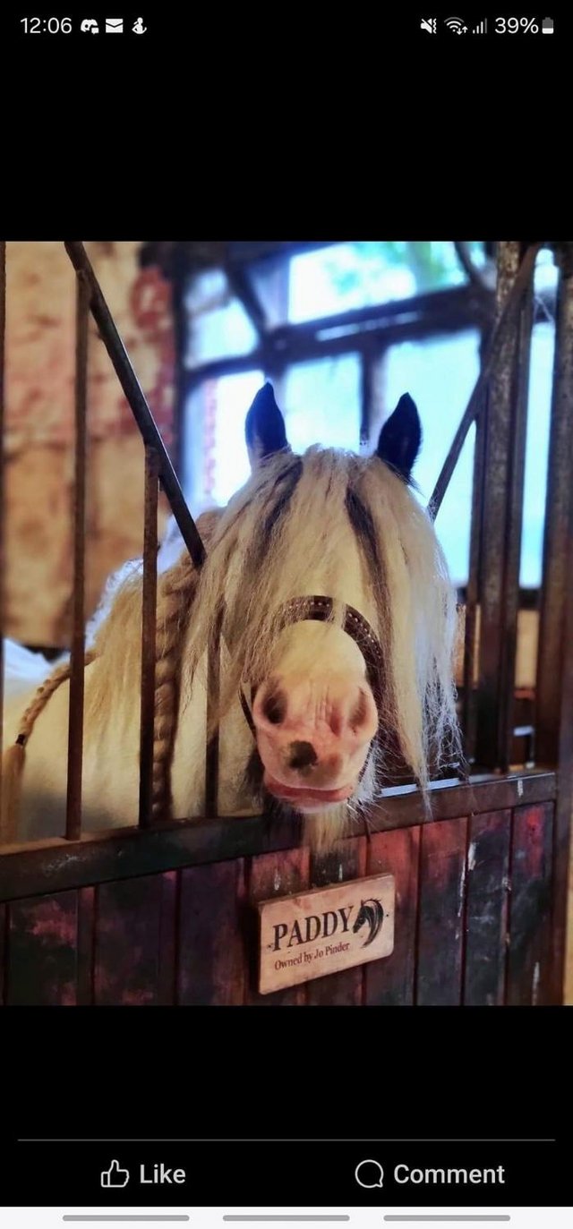 Preview of the first image of for full loan can move yards. 6 year old gelding gypsy Cob.