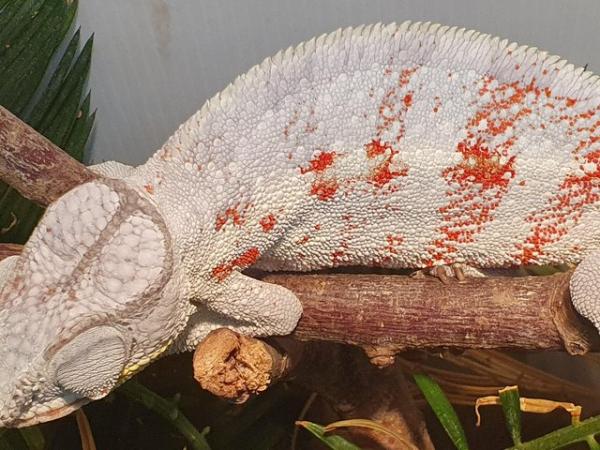 Image 4 of Adult cap est male chameleon for sale