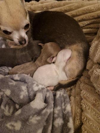 Image 3 of KC Registered Chihuahua Puppies for Sale