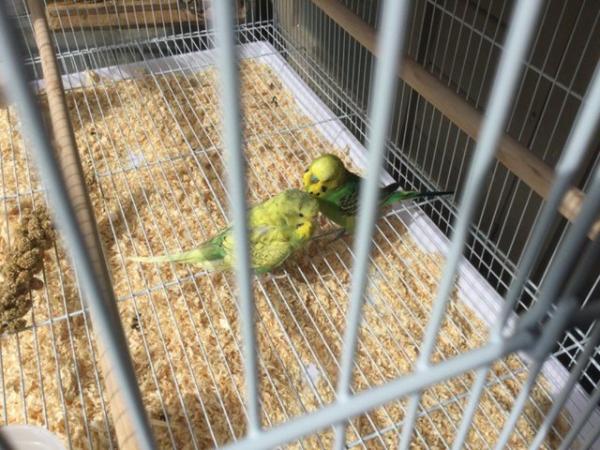 Image 4 of Pair of Budgies for sale.