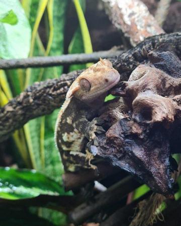 Image 7 of Male Crested Gecko Proven Breeder 5 years old